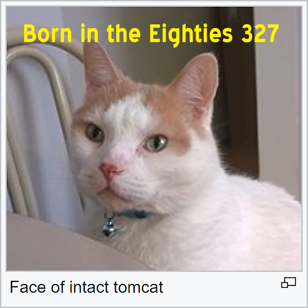Born in the Eighties 327 - Intact Tomcat