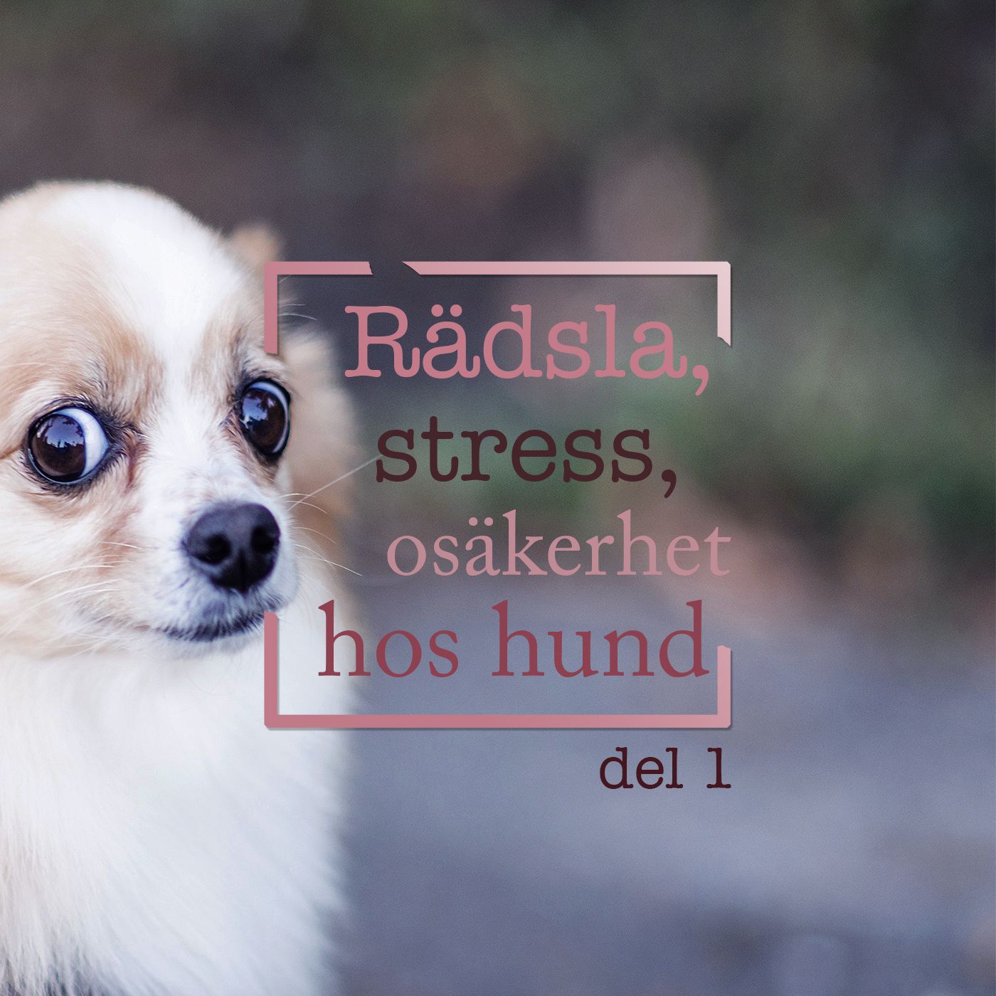 Hundpodden Vår Bästa Vän