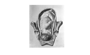 Unborn Babie Protect Themselves