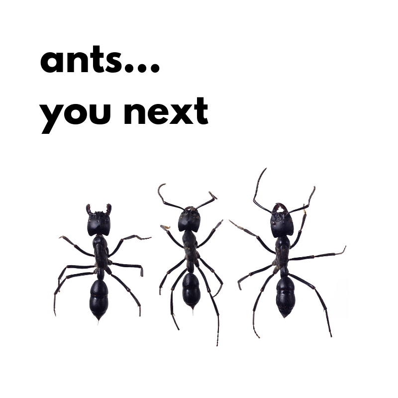 How - To Get rid of Ants for good