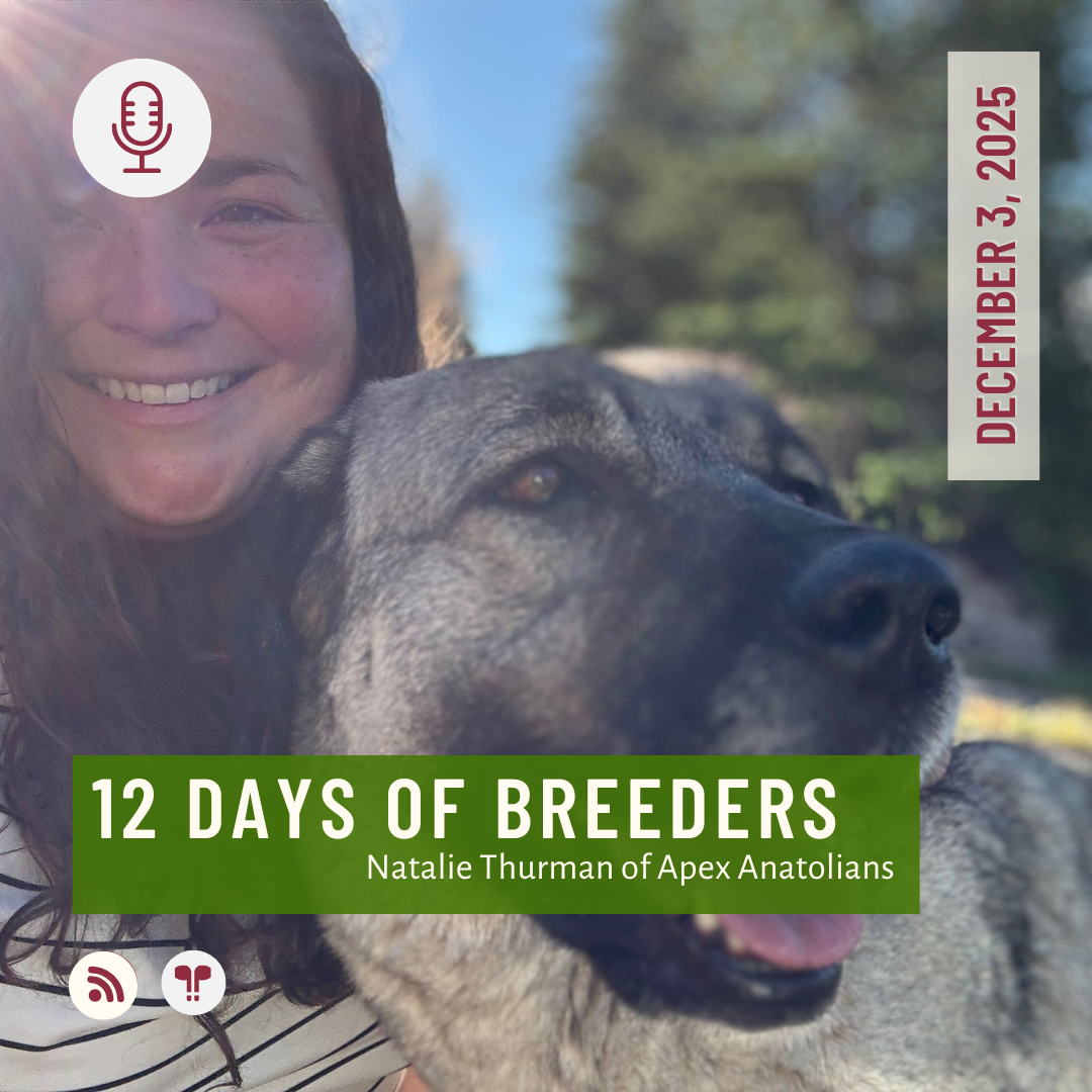 12 Days of Breeders 2025 - #3 - Natalie Thurman of Apex Anatolians