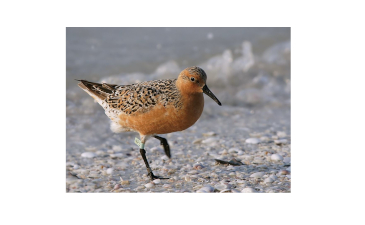 Those Gifted Red Knots