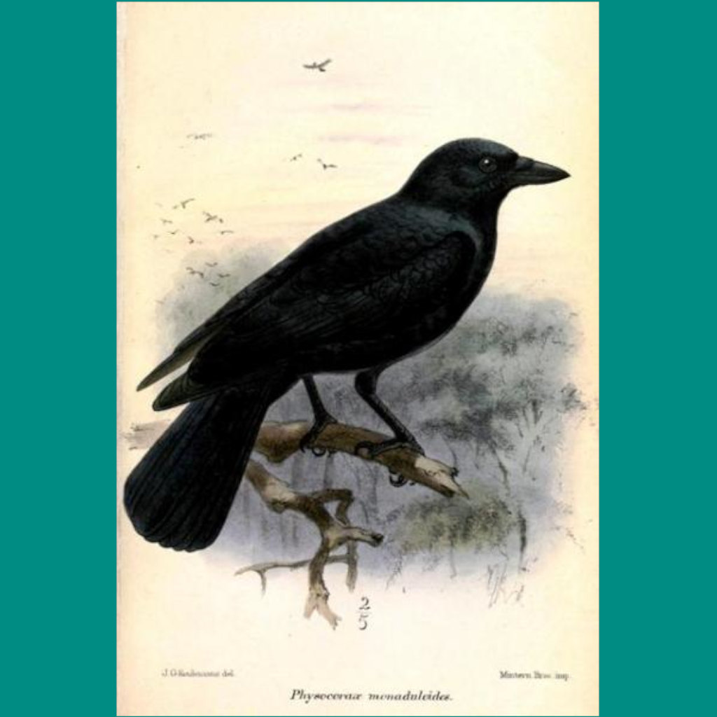 Tool Users That Are Something to Crow About