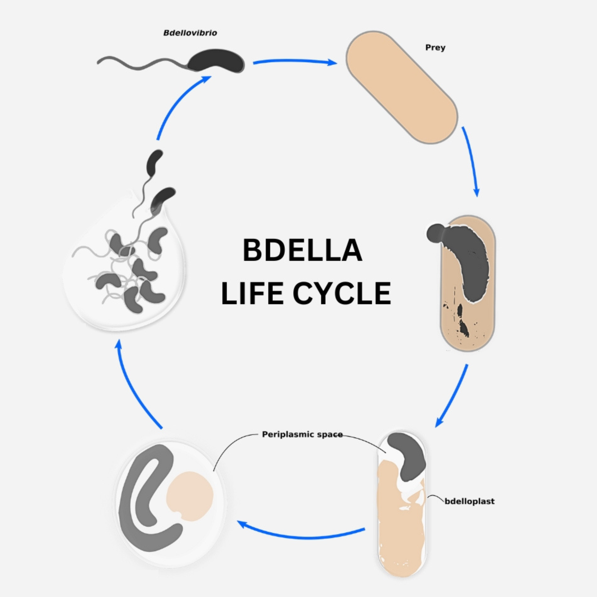 The Unique Bdellas