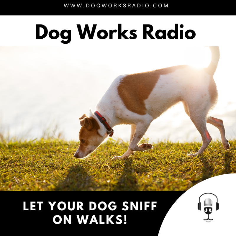 Why it is important to let your dog sniff on walks