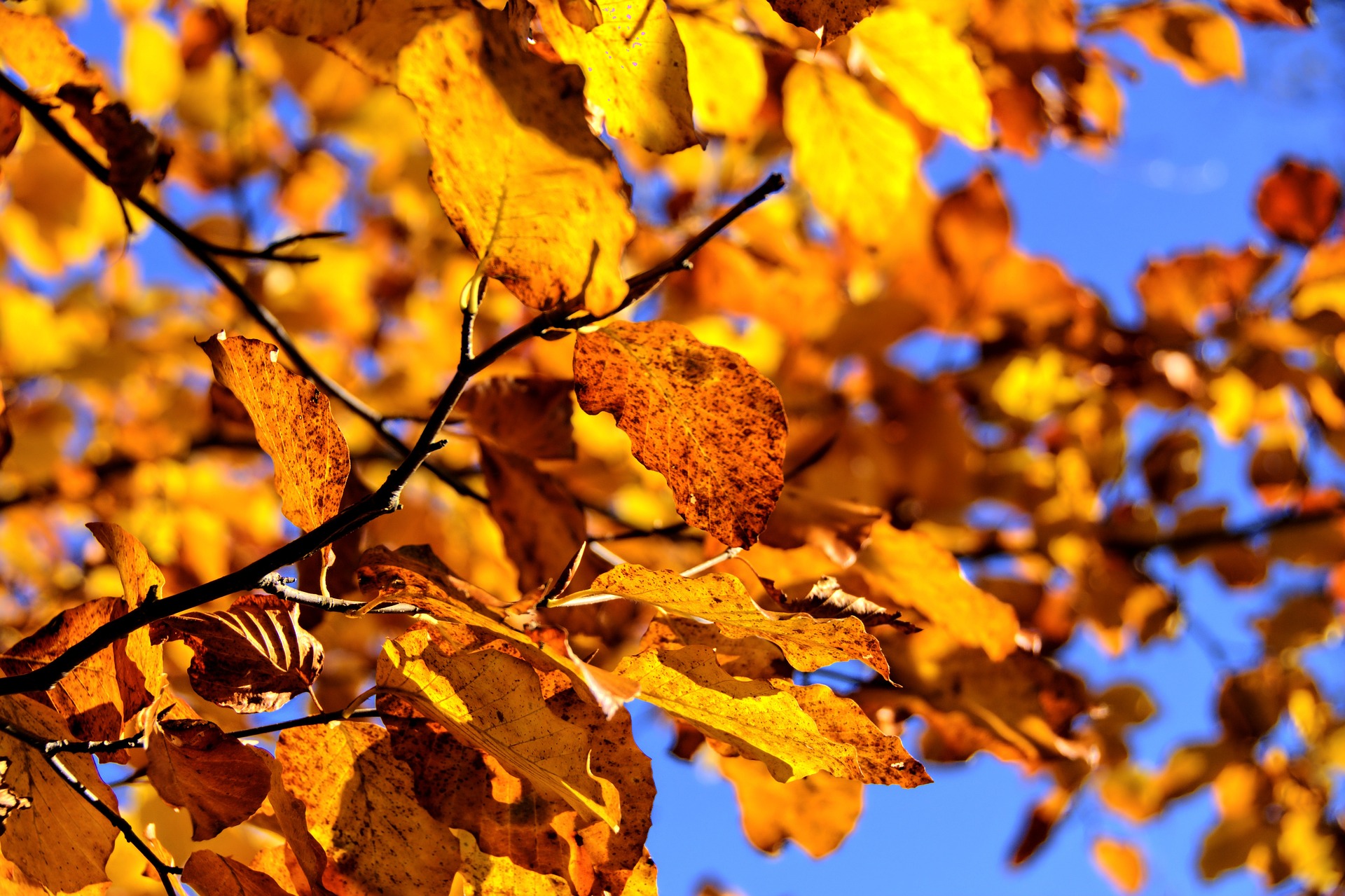 The Topaz Story Book - Autumn Fashions; Pomona's Best Gifts