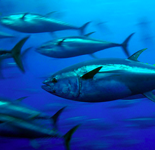 Mongabay Newscast
