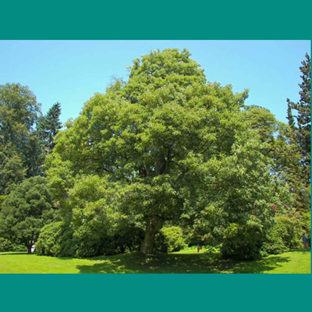 The Sycamore
