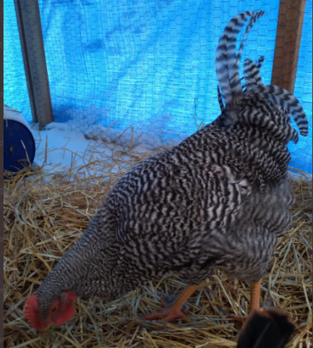 Chicken for All! with Geoff Wacker