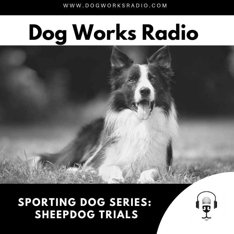 Sporting Dog Series--Sheepdog Trials