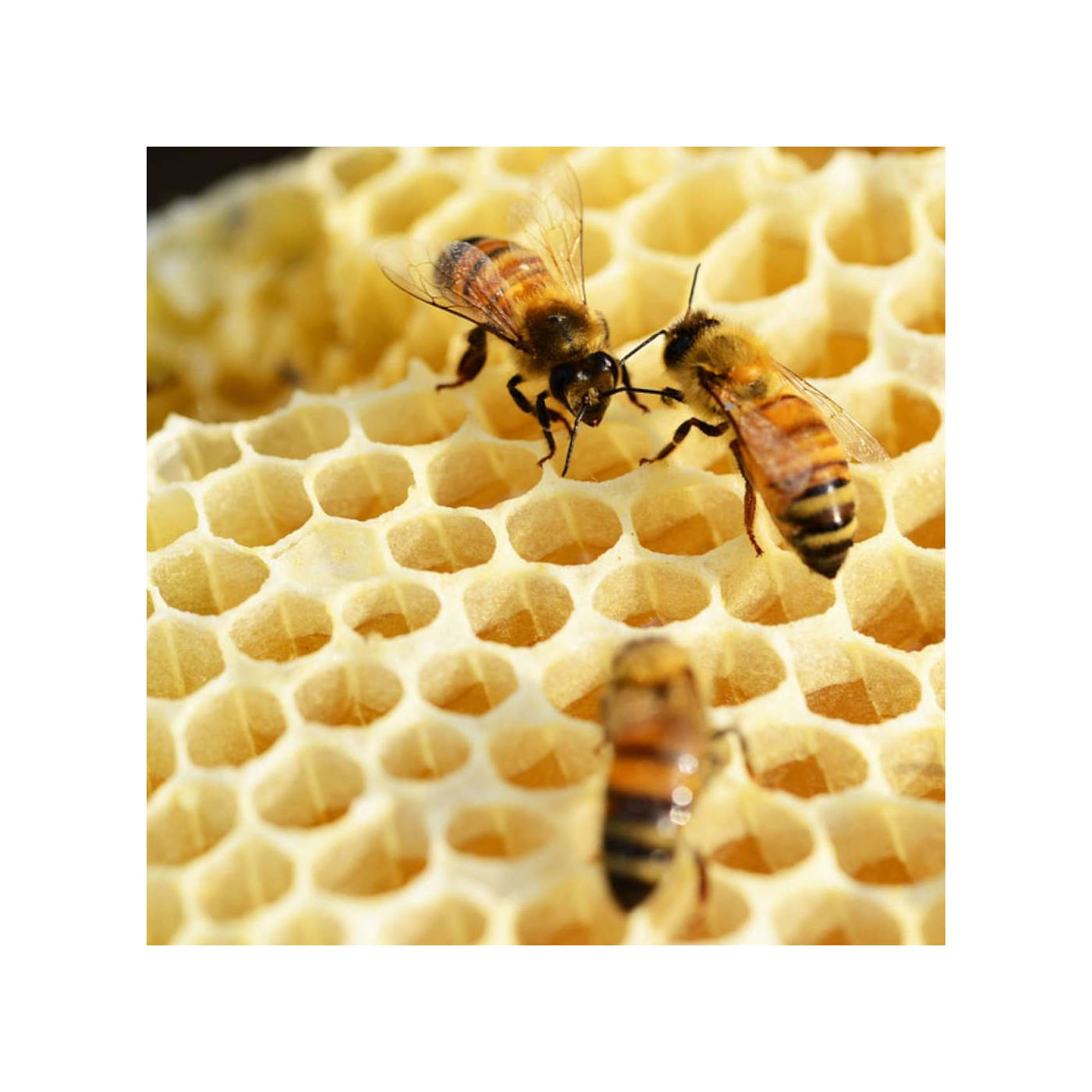 Bees: Master Engineers