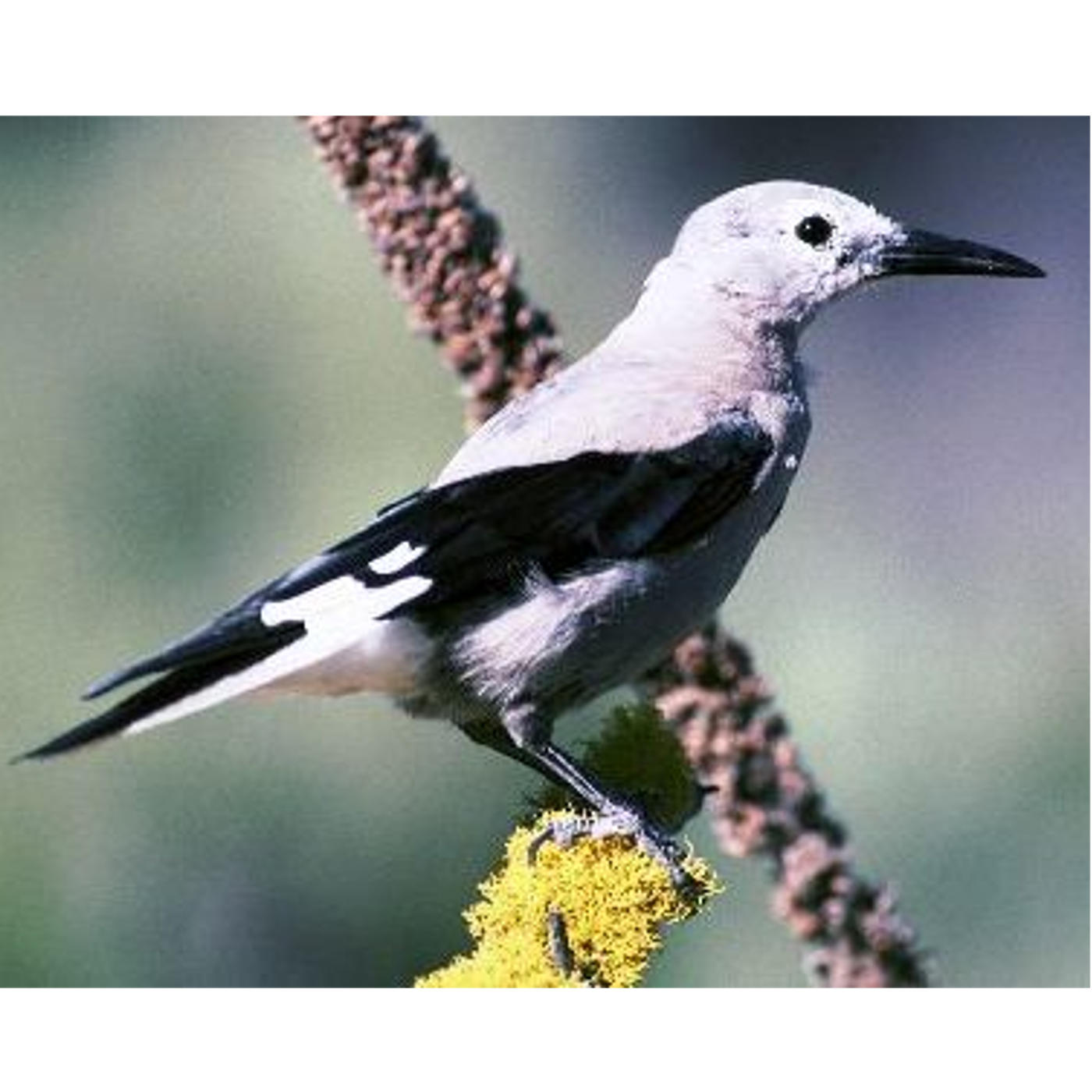 Birds with a Memory to Envy