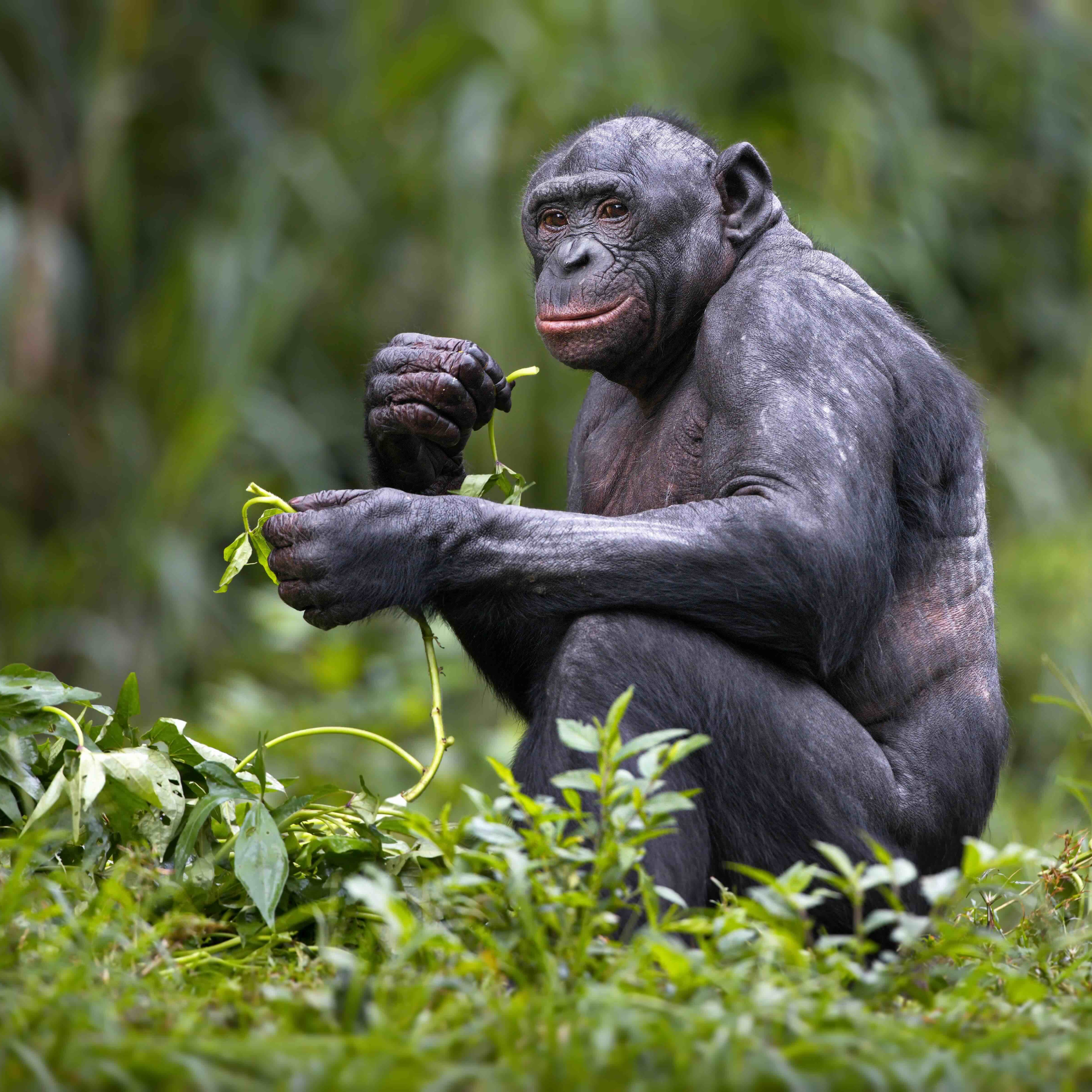 Monkey Medicine