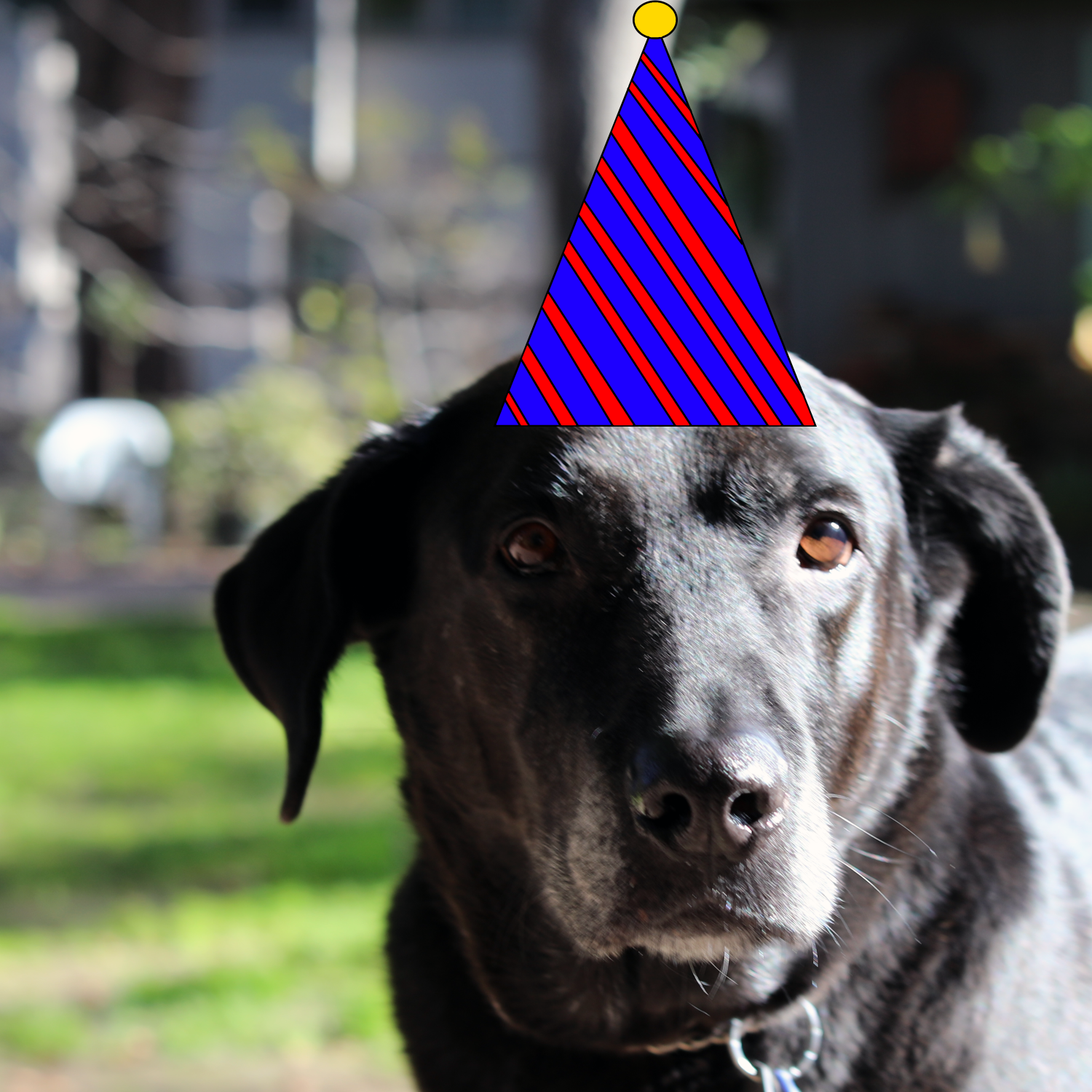 The Good Boy Podcast