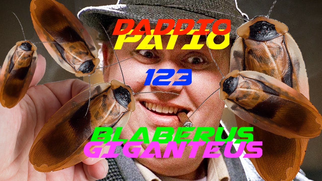 DP123 - Blaberus Giganteus🪳