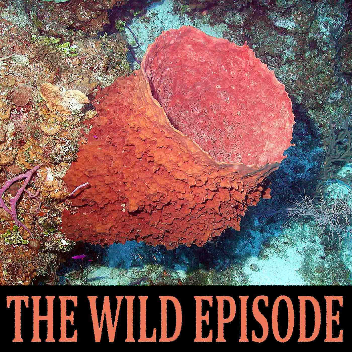 Giant Barrel Sponge : Methuselah on the Reef