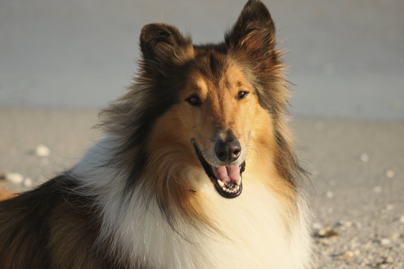 Fill Me In #334: How about Lassie?