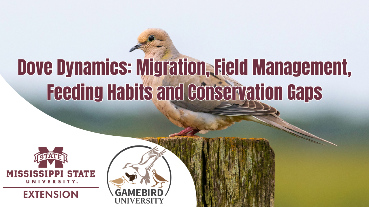 Dove Dynamics: Migration, Field Management, Feeding Habits, and Conservation Gaps | Gamebird University #3