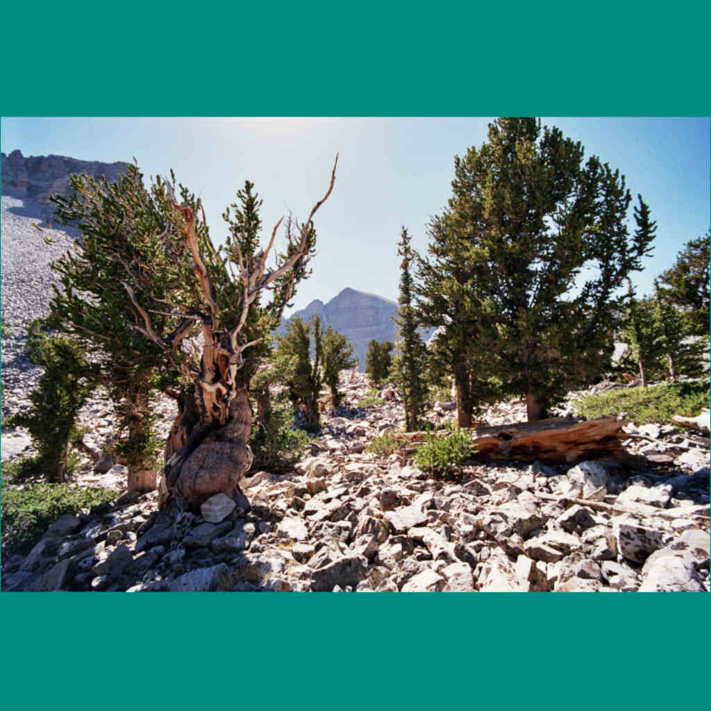Bristlecone Pines Are Too Old