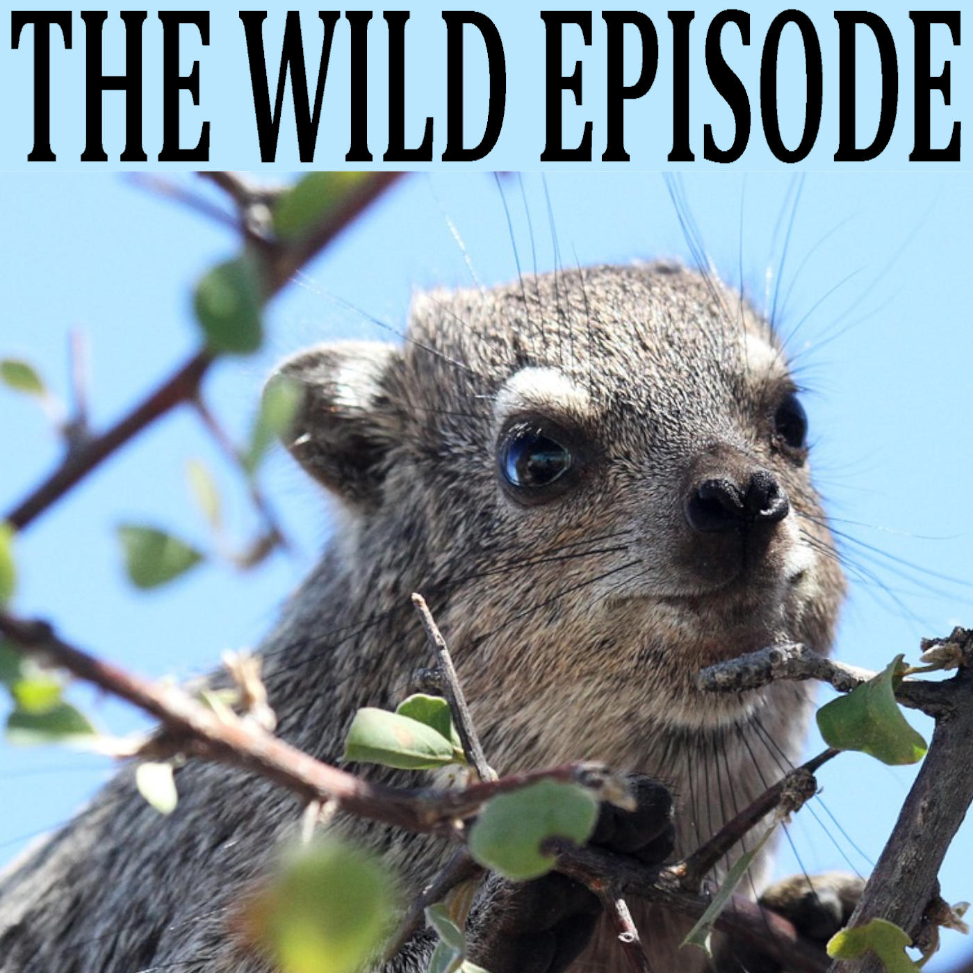 Tree Hyrax : Shouting in the Trees