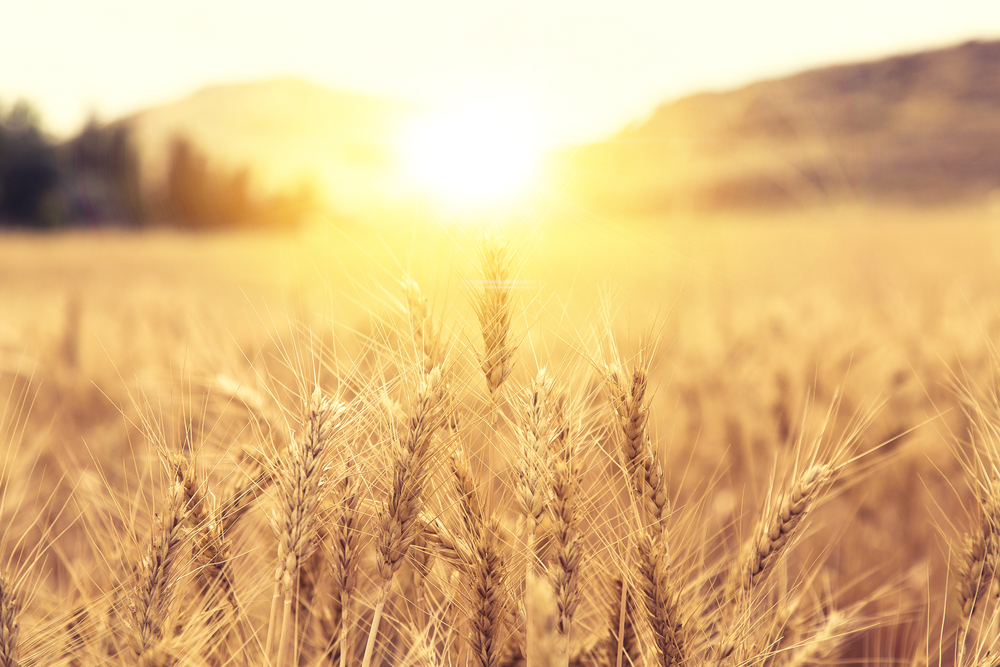 RaboResearch Agri Commodities