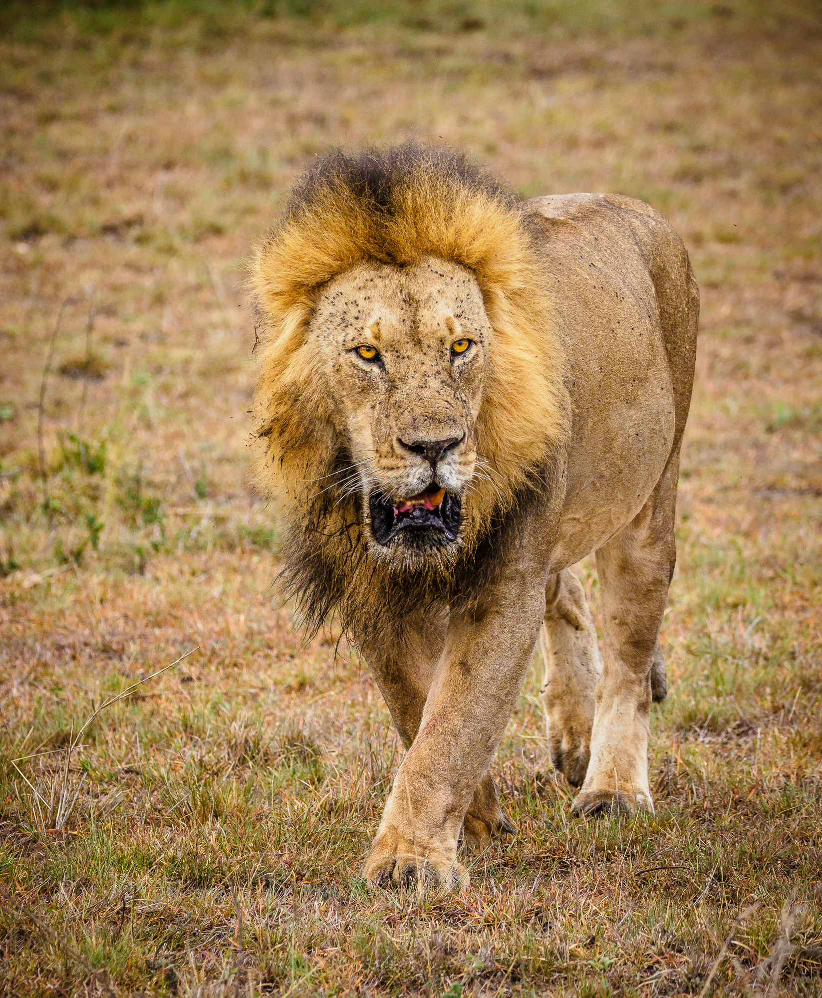 Adventure With Africa Kenya Safaris