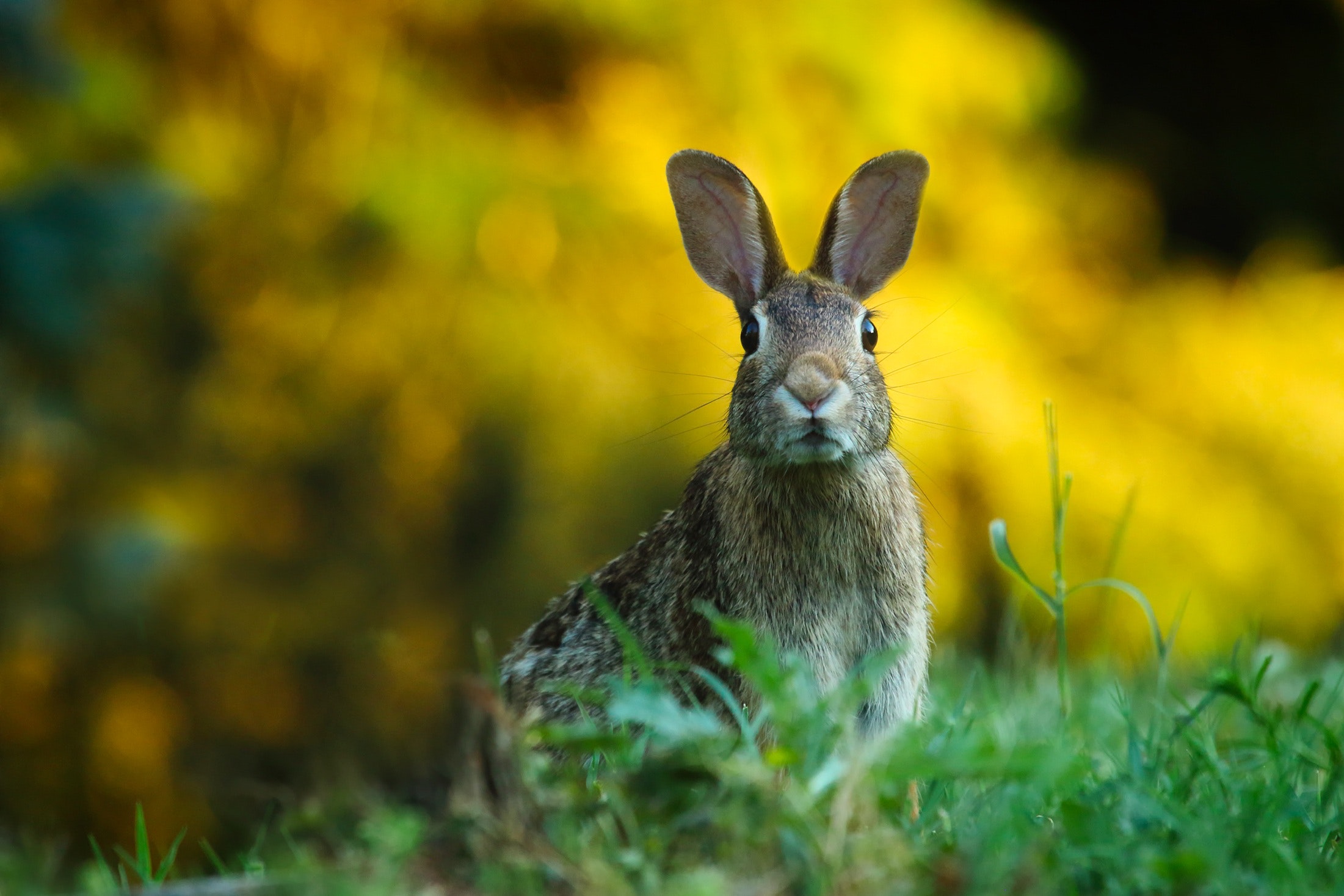 The Rabbit's Eyes - Korean Folklore