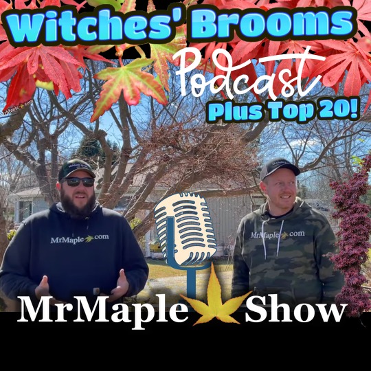 All About Japanese Maple Witches’ Brooms plus Top 20 Brooms! | MrMaple Podcast