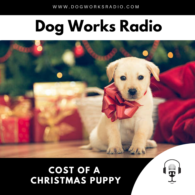 The Hidden Costs and Long-Term Commitment of a Christmas Puppy