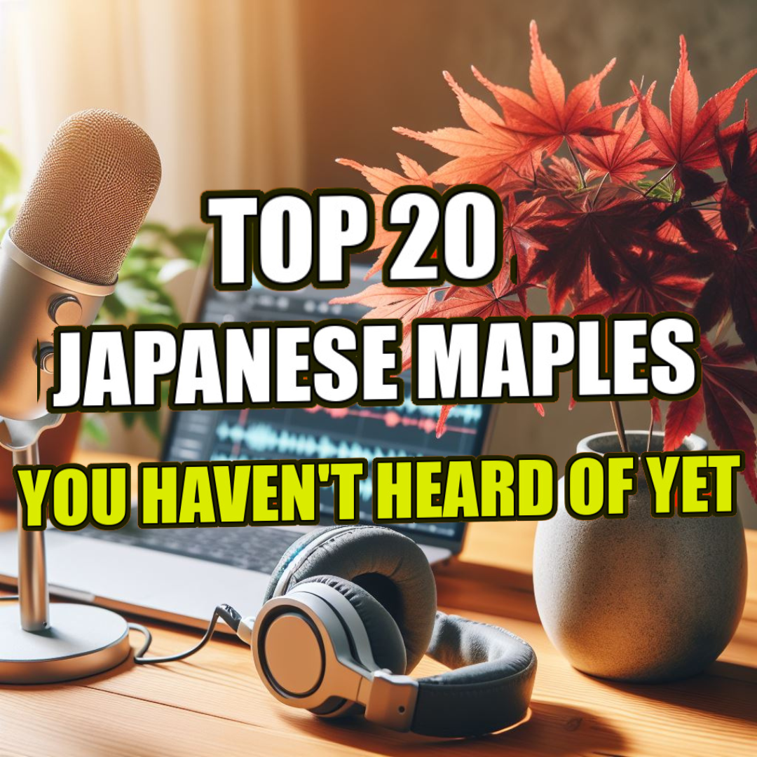 MrMaple Show