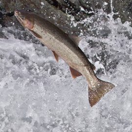 Episode 14. Cold Water Connection – Helping Salmon and Steelhead Return Home