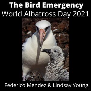 The Bird Emergency
