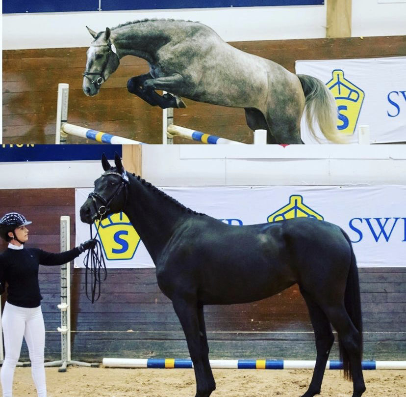 SWB Podden