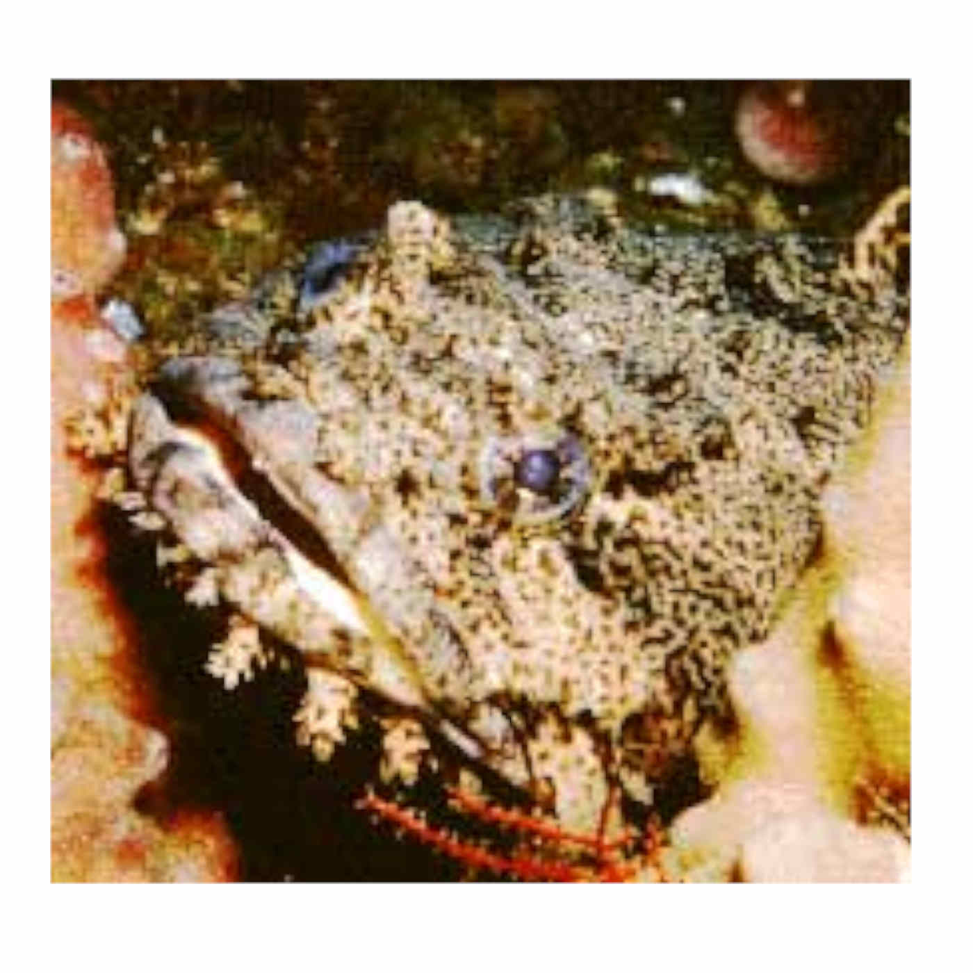 The Strange Case of the Singing Fish