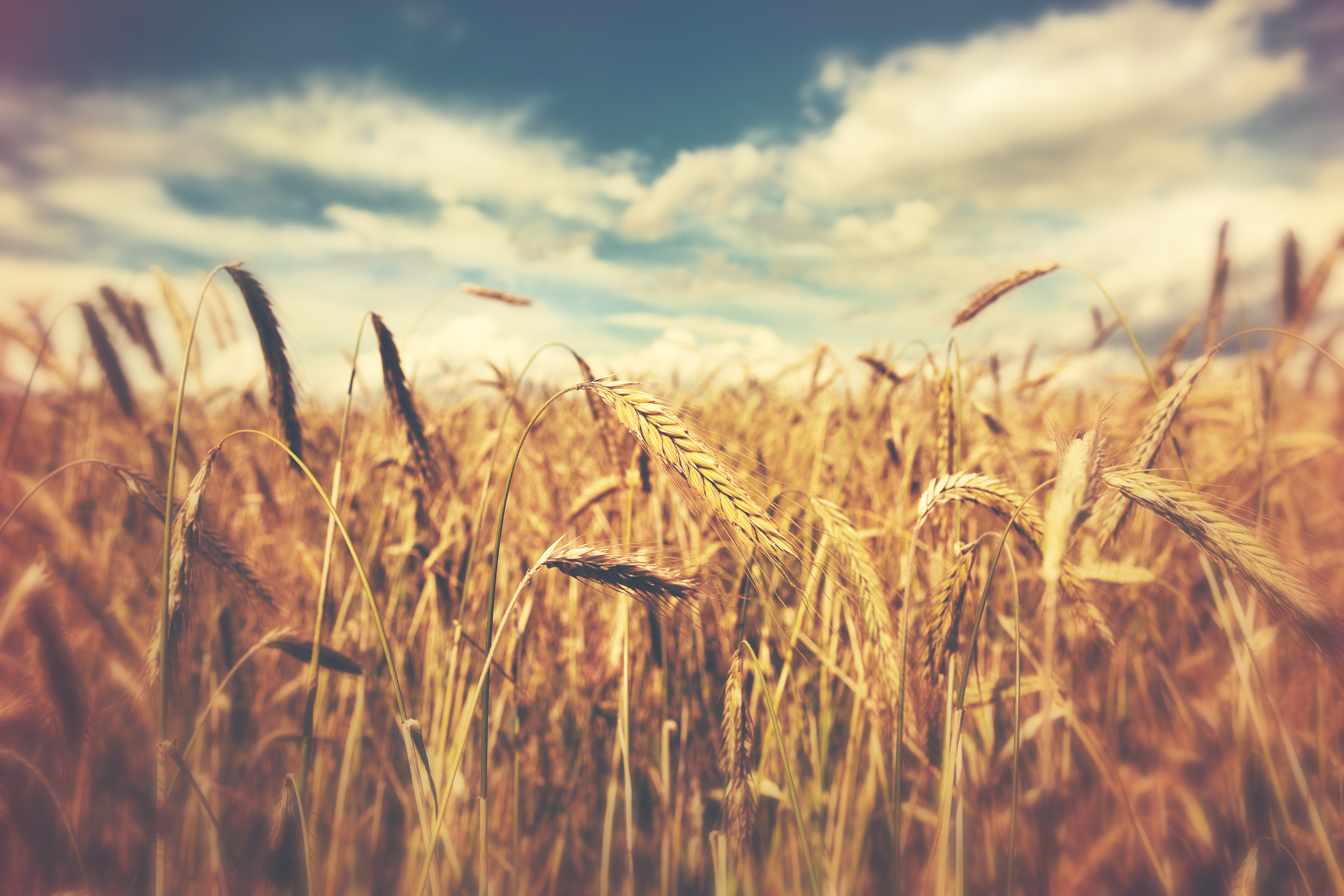 RaboResearch Agri Commodities