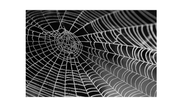 Flying Spiders