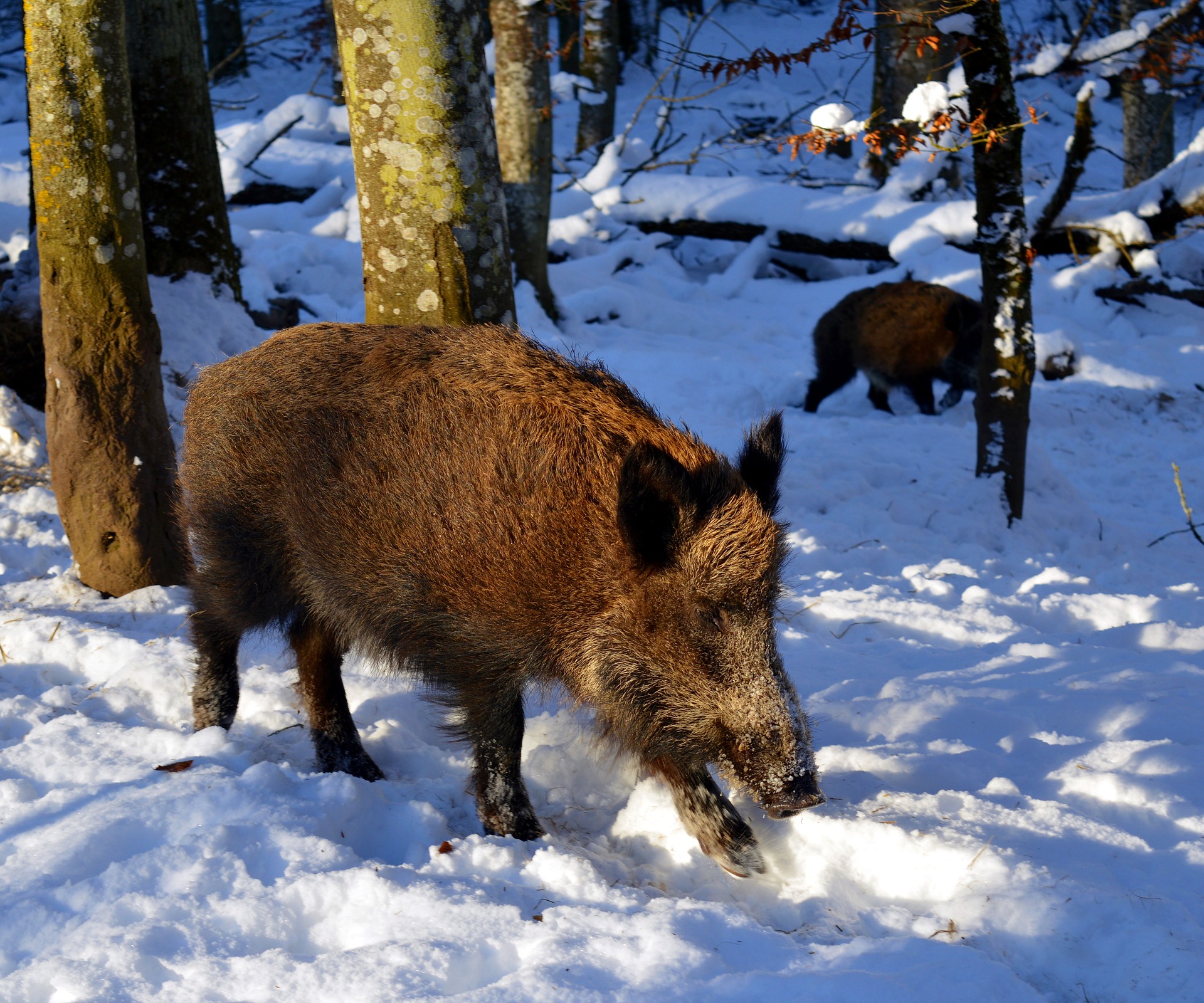 How the Priest Knew That it Would Snow - A Turkish Folktale