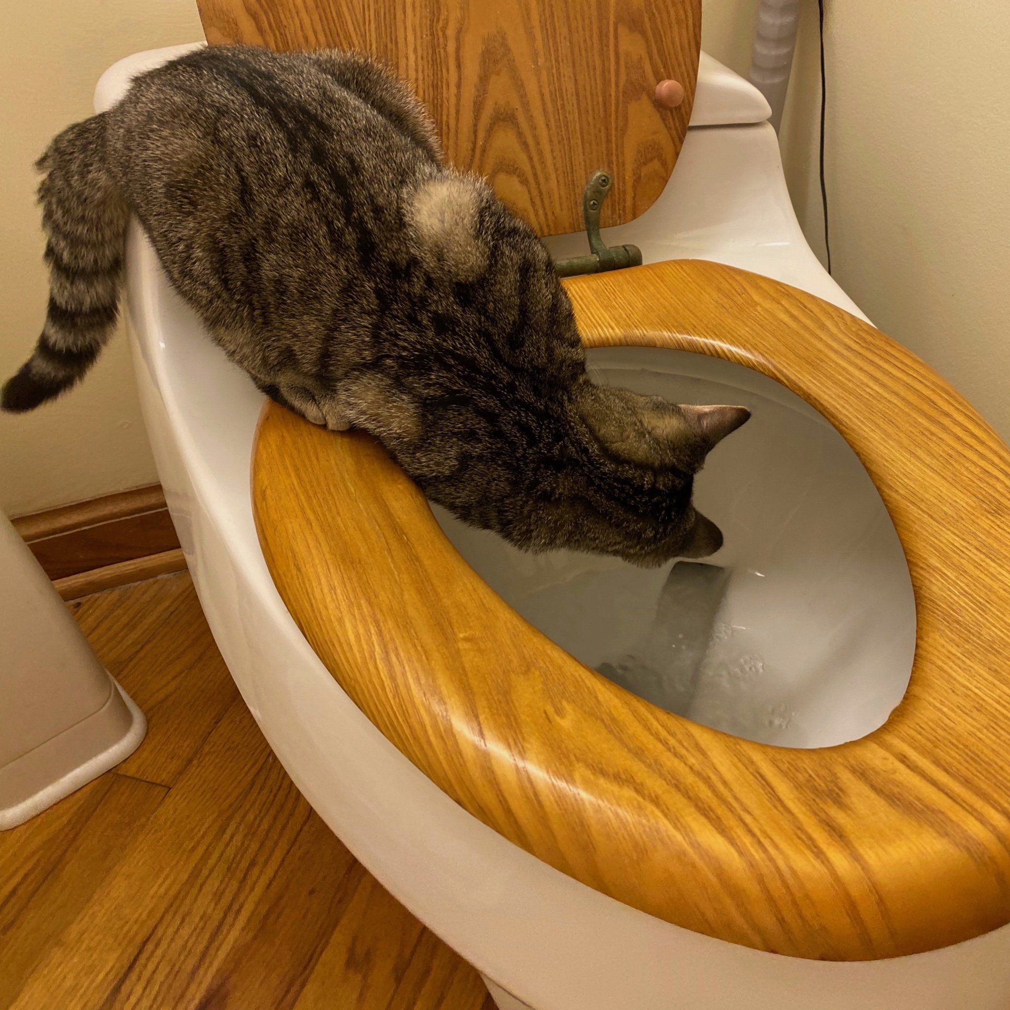 Farts, Burps, Pooping, and %&@%^^&