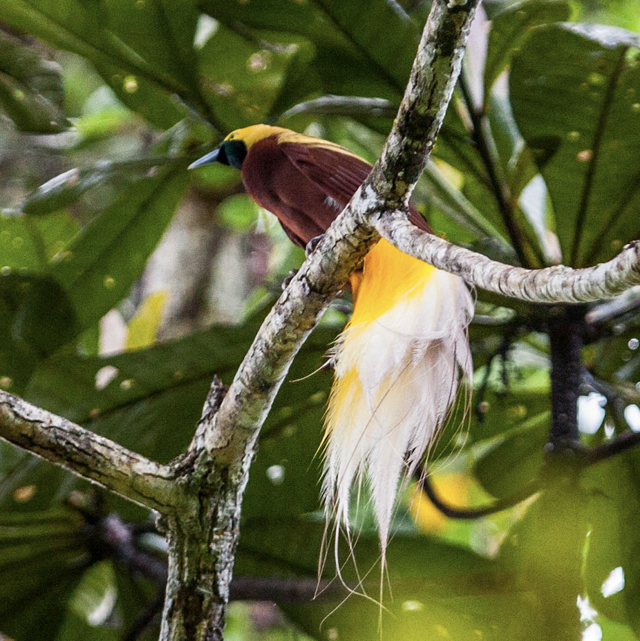 Mongabay Explores