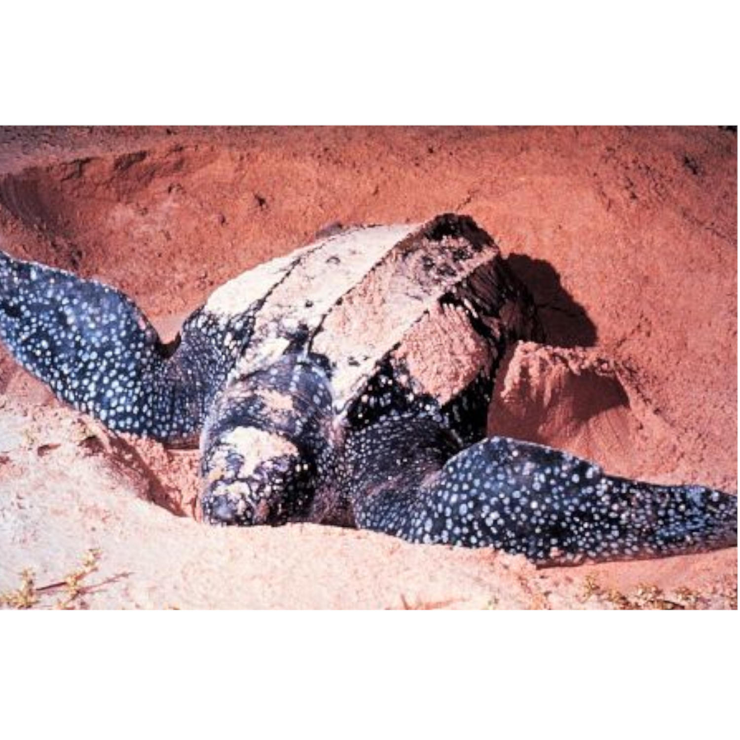 A Warm-Blooded Turtle
