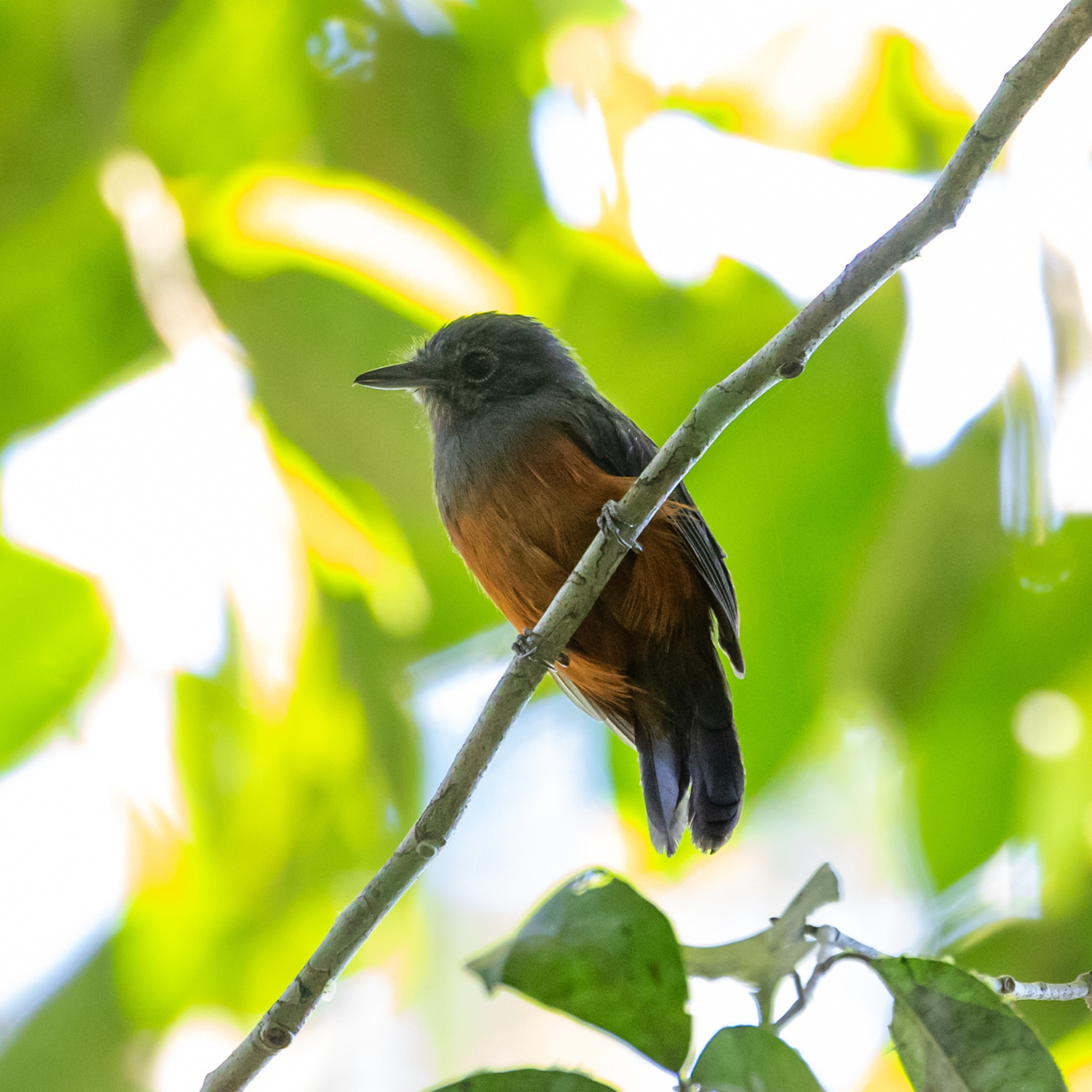 The Bird that Lies and Steals