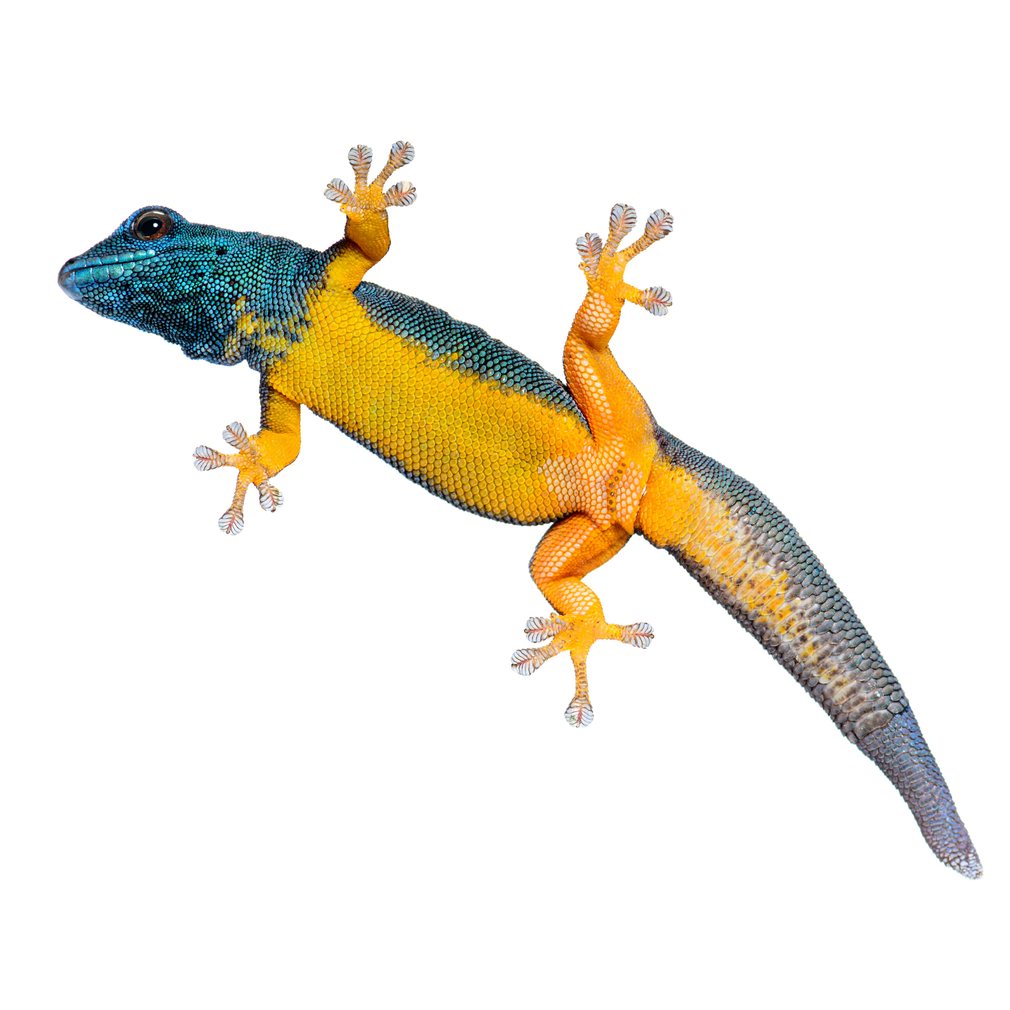 Reptilian Fuzzy-Feet