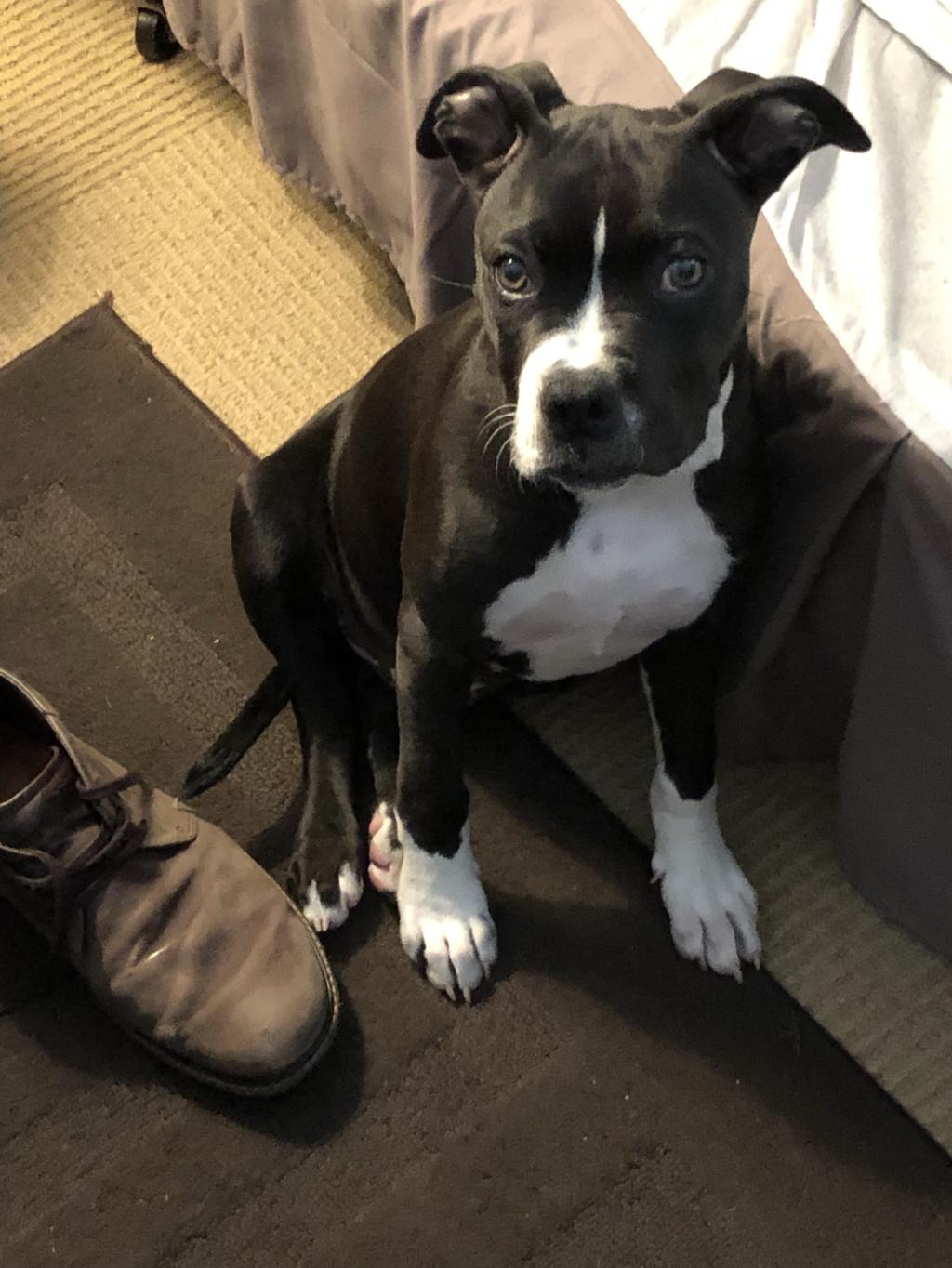 The Good Boy Podcast