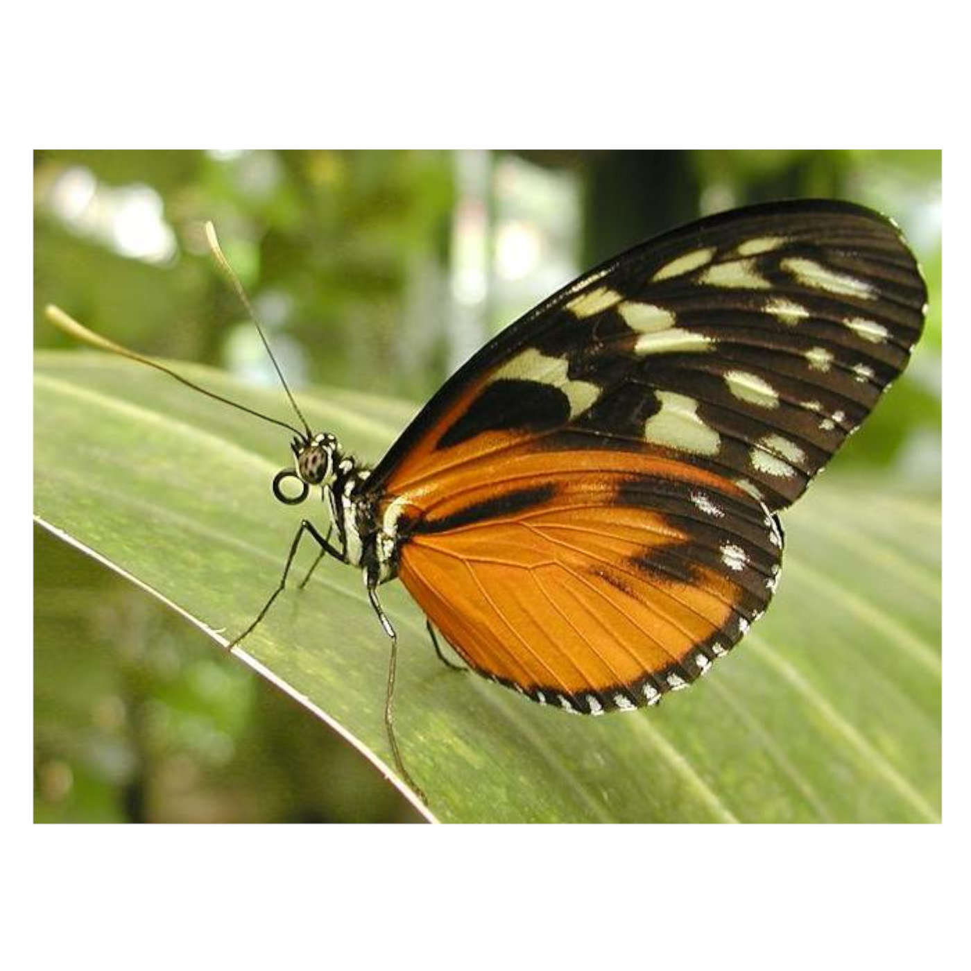 Butterfly Physics and Stealth