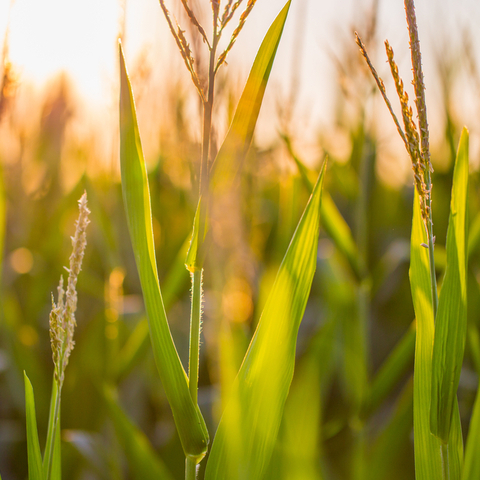 RaboResearch Agri Commodities