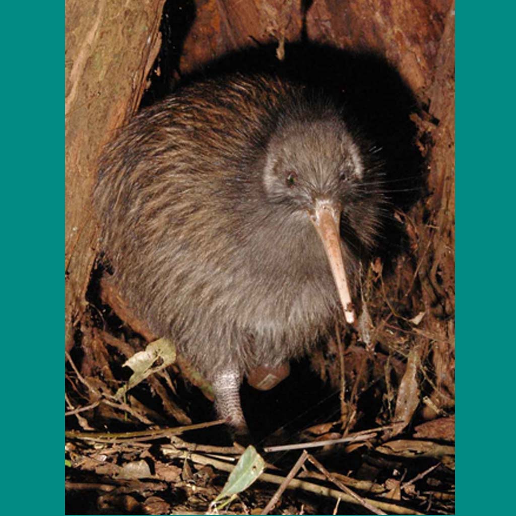 Strange Kiwis