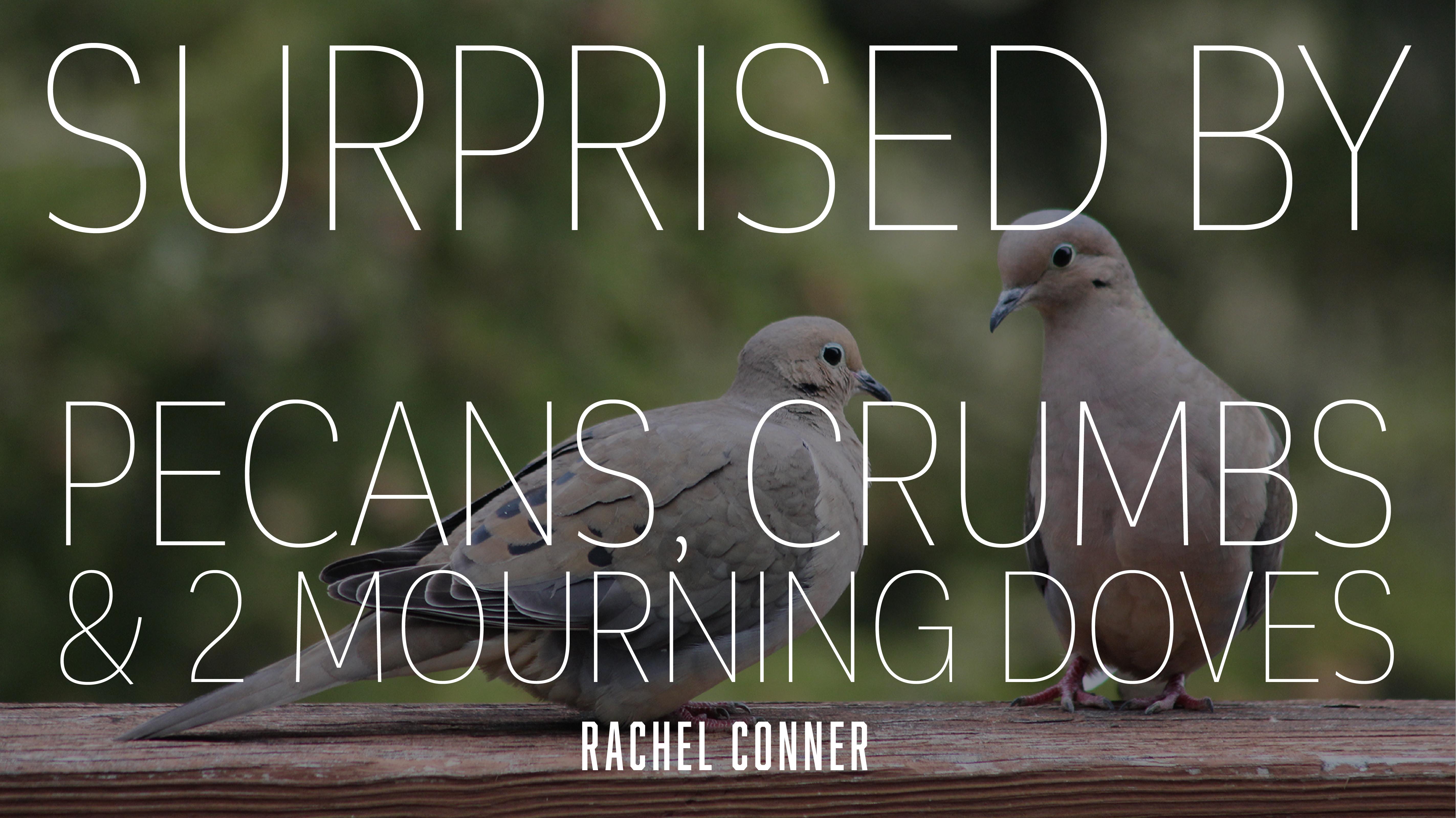 The Vineyard Church - Sunday Messages