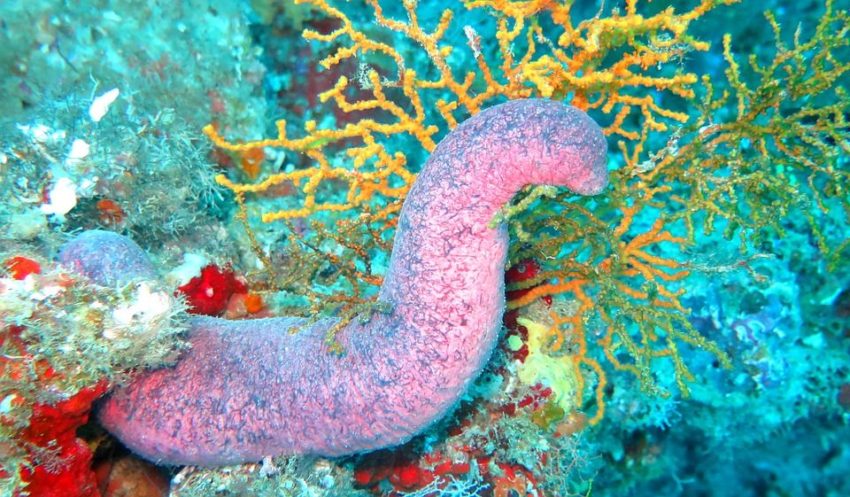 Sea Cucumber Alternative Cancer Treatment - EAD25