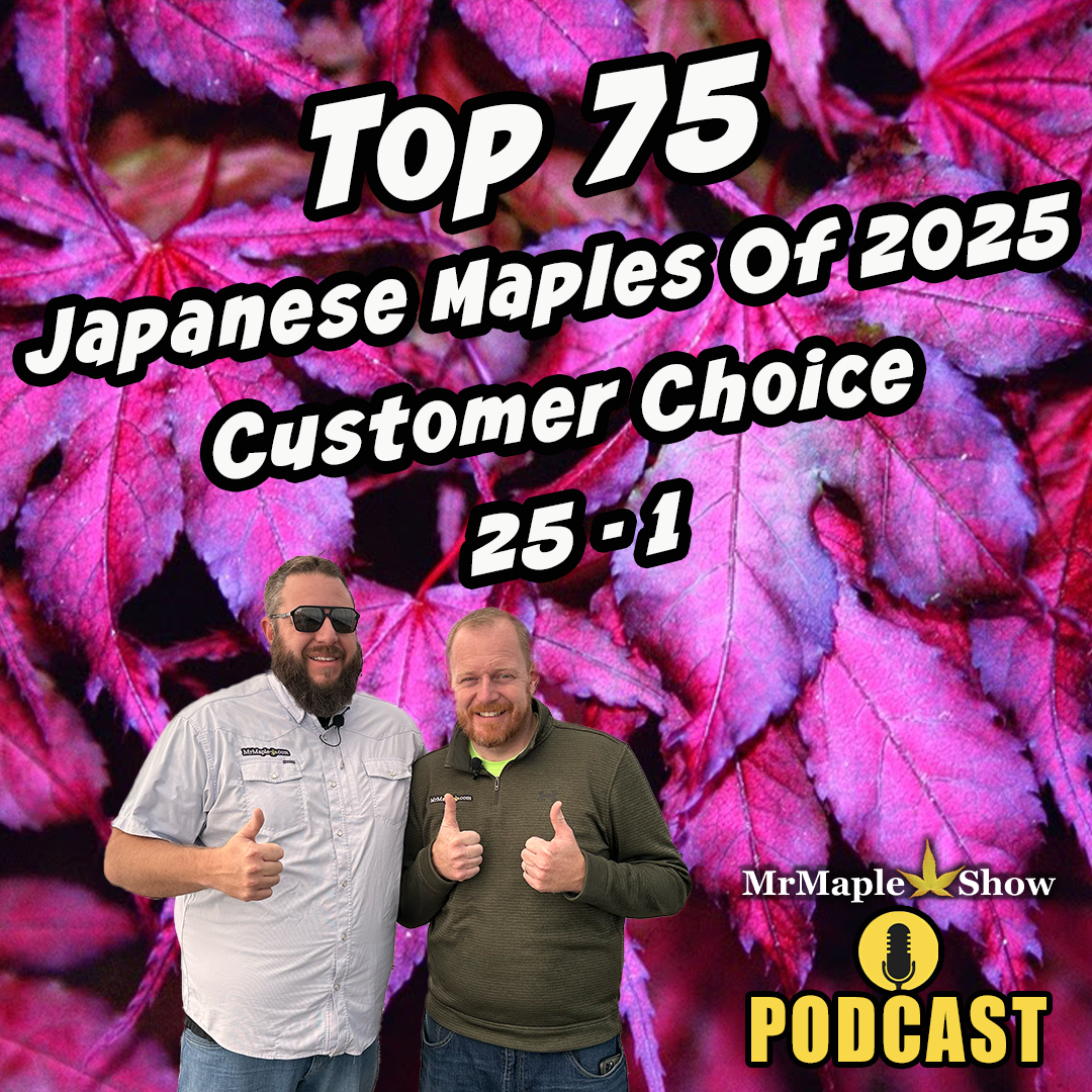 Top 75 Japanese Maples Of 2025 25-1 Customer Choice | MrMaple Show Podcast