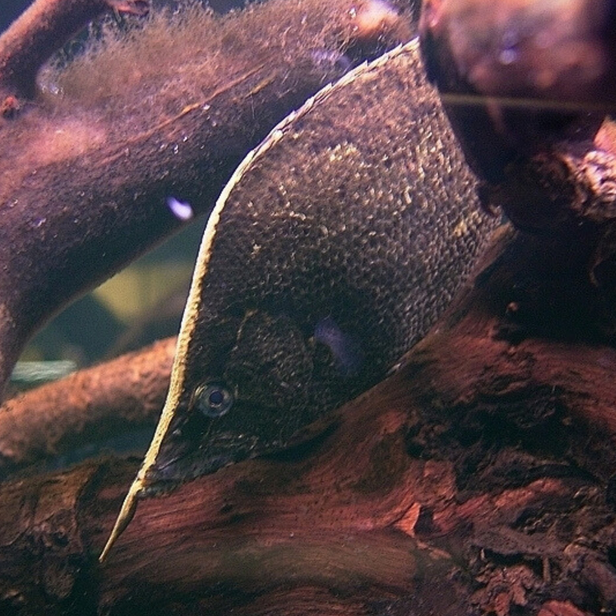 The Hungry Leaf